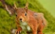 Redwings Moutain Squirrel.jpg